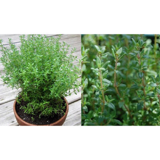 Cây xạ hương chậu lớn nhiều công dụng - thyme dễ trồng