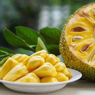 Cây mít dai ta mật ống vừa ăn quả vừa bóng mát
