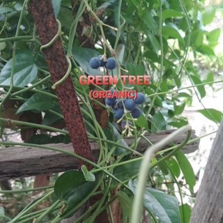 Hạt giống sương sâm láng(trơn)