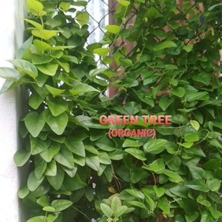 Hạt giống sương sâm láng(trơn)