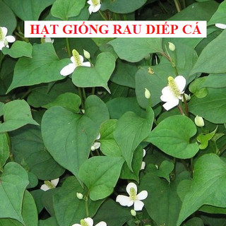 Hạt giống cây rau diếp cá - KNS - 1 gói 50 hạt