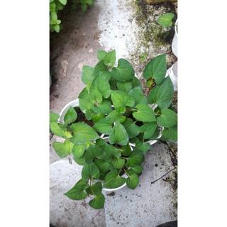 Hạt giống rau diếp cá - 50 hạt