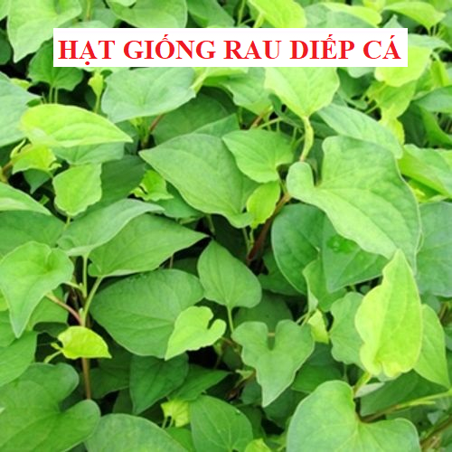 Hạt giống rau diếp cá - 50 hạt