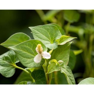 Hạt giống rau diếp cá - 50 hạt