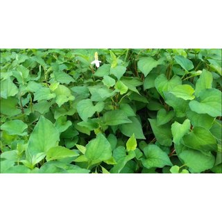 Hạt giống rau diếp cá - 50 hạt