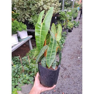 Cây hạc chân cam Philodendron Billietiae (nhiều size)