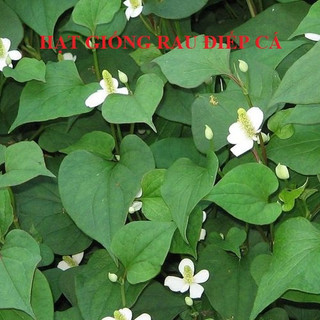 Hạt giống rau diếp cá - 50 hạt