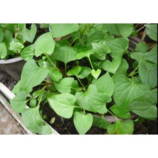 Hạt giống rau diếp cá - 50 hạt