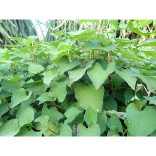 Hạt giống rau diếp cá - 50 hạt