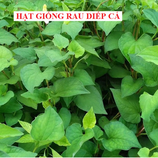 Hạt giống rau diếp cá - 50 hạt