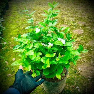 Cây hoa nhài ta size to đường kính 40cm (ảnh thật