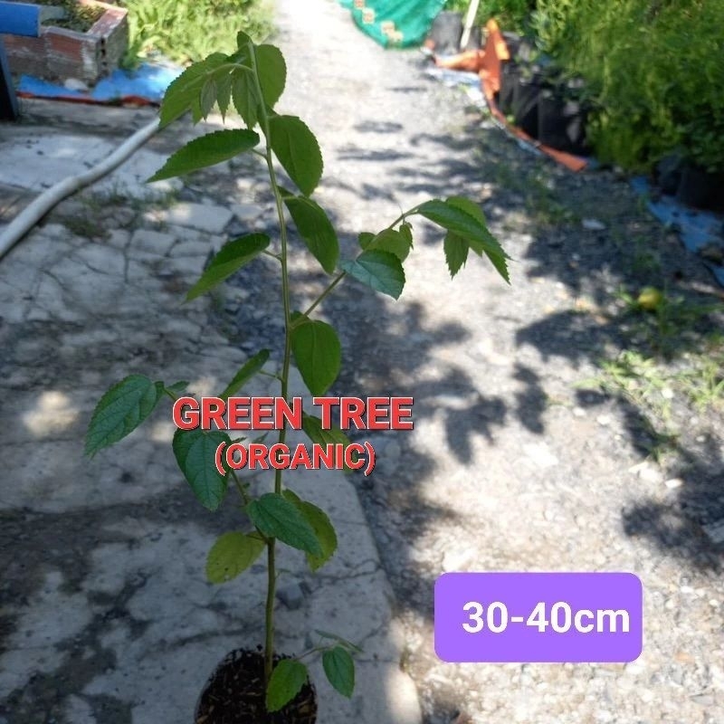 1 cây giống trứng cá