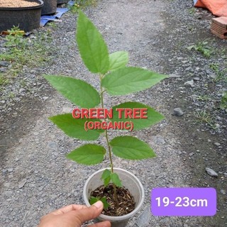 1 cây giống trứng cá