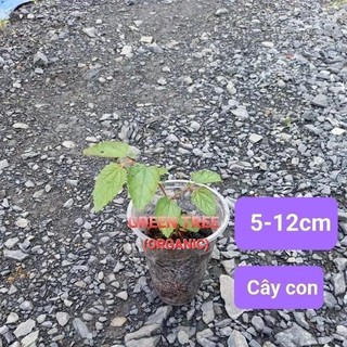 1 cây giống trứng cá