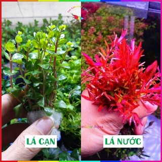 1 Bó cây cắt cắm vảy ốc siêu đỏ 10- 15 ngọn giá rẻ