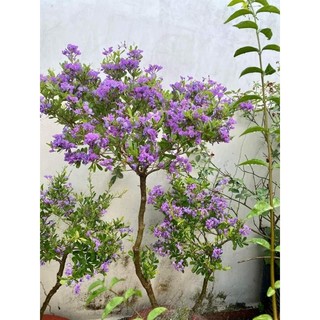 Linh sam hoa tím, cây bonsai, rễ quái, phôi linh sam