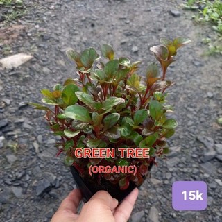 Cây giống cải xà lách xoong Nhật