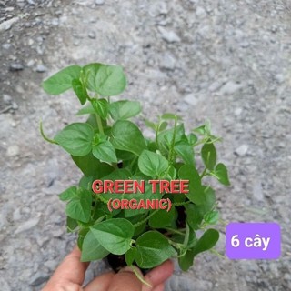 Cây giống rau càng cua