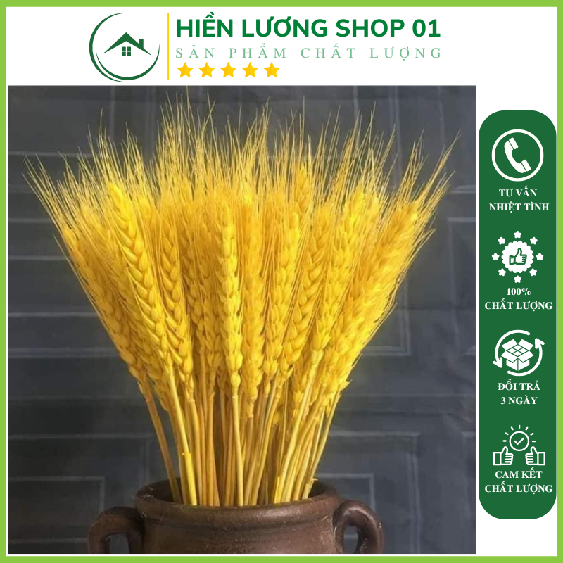 Bông Lúa Mạch Trang Trí , bông lúa thật xấy khô (Bó 100 Bông)