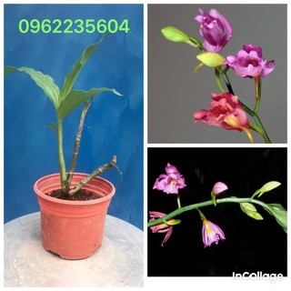 Địa lan hạc đỉnh hồng cây thuần chậu