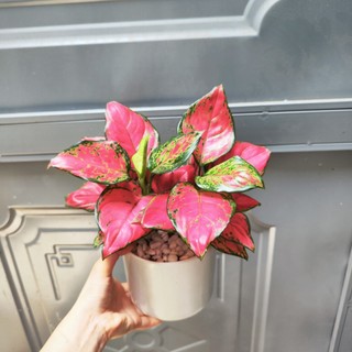 Cây vạn lộc đỏ hút lộc kèm chậu sứ cao 25 -30 cm cây để bàn trang trí nội thất