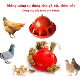 Máng uống tự động cho gà vịt chim