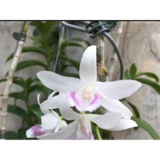 Cây giống hoa lan  5 CT HÀ TĨNH
