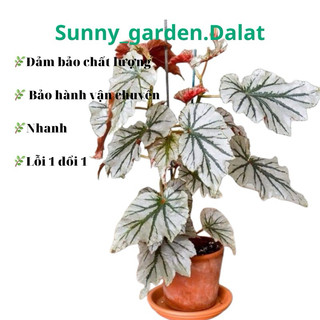 Chậu cứng Begonia Looking glass - hải đường Looking glass