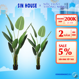 Cây chuối cảnh decor phòng khách, cây chuối giả trang trí như cây thật tiết kiệm chi phí