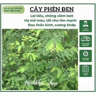 1Kg Cây Phèn Đen (phan diệp, cây mực, cây nỗ, chè nộc, diệp hạ châu mạng)