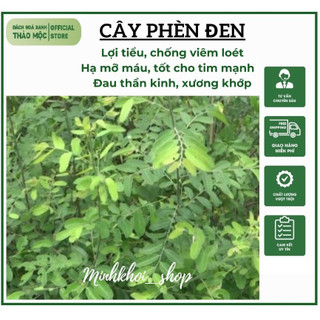 1Kg Cây Phèn Đen (phan diệp, cây mực, cây nỗ, chè nộc, diệp hạ châu mạng) khô