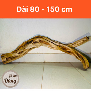 [80cm - 150cm] Lũa kim sa tùng cầu vồng siêu đẹp cho bể vừa và lớn