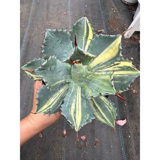 Cây Agave isthmensis variegated