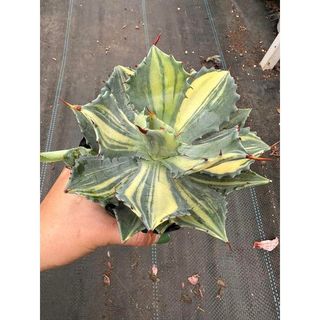 Cây Agave isthmensis variegated