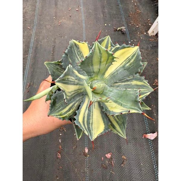Cây Agave isthmensis variegated