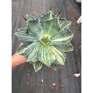 Cây Agave isthmensis variegated