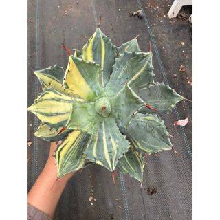 Cây Agave isthmensis variegated