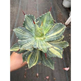 Cây Agave isthmensis variegated