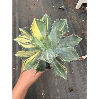 Cây Agave isthmensis variegated