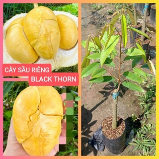 Cây giống sầu riêng black thorn d200