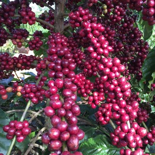 Cà Phê Đặc Biệt Thái Châu (Mix 5 LOẠI HẠT: ROBUSTA, ARABICA, CULI, MOKA, CÀ PHÊ MÍT) Rang Mộc 500gr