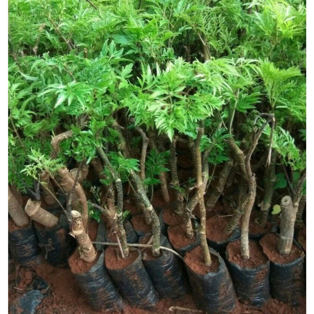 Cây giống đinh lăng nếp lá nhỏ( đinh lăng ta)