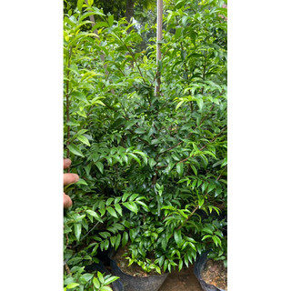 Cây mai chiếu thủy