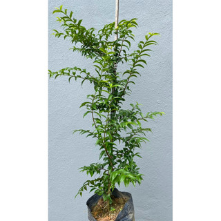 Cây mai chiếu thủy