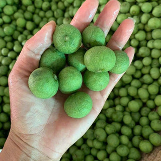 Sấu tươi cạo vỏ hút chân không túi 1kg