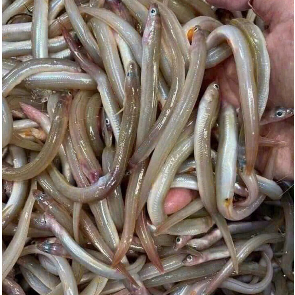 Cá sụn xịn khay 500gr (chỉ giao hoả tốc )