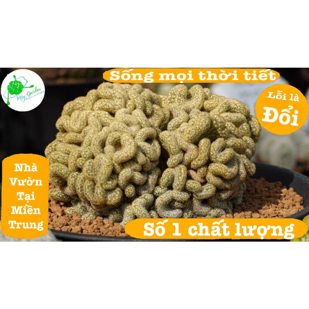 xương rồng mami cress( não vàng) size 3,5 đến 6,5cm)