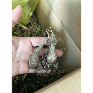 10 củ Huệ thơm ta