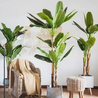 Cây chuối giả trang trí, cây chuối quê 150-200cm decor văn phòng, nhà cửa