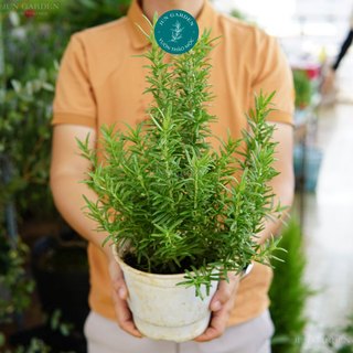 Cây hương thảo lá lớn jun garden giống mới thơm mạnh dễ chăm